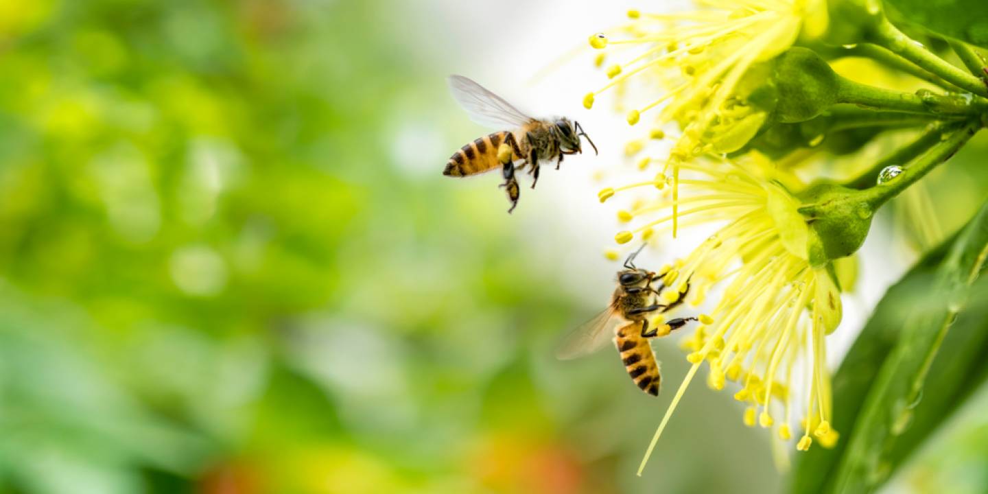 shutterstock-1319683043-1440x720-crop-q70.jpg